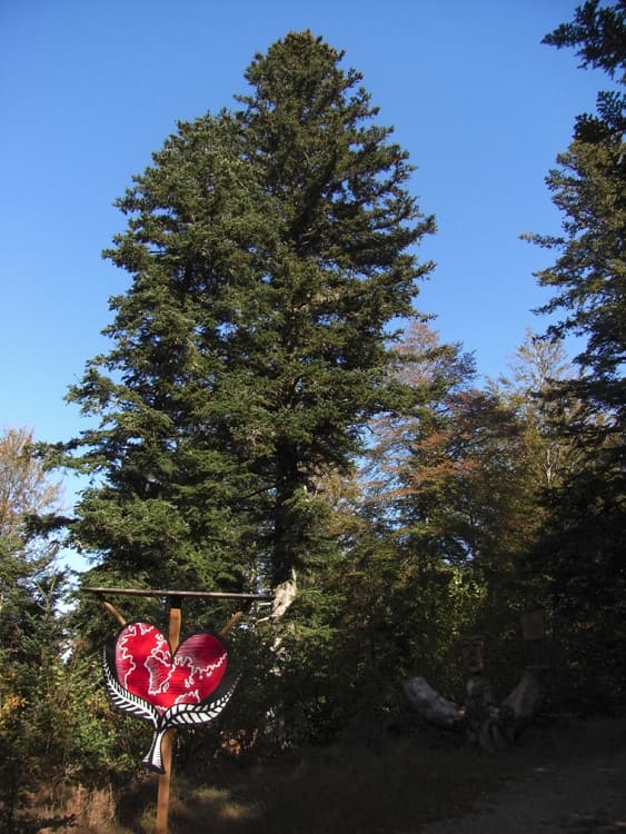 Sentier du bois de Guirande – Lacalm