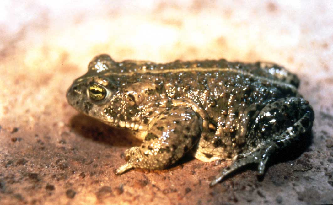 Crapaud calamite