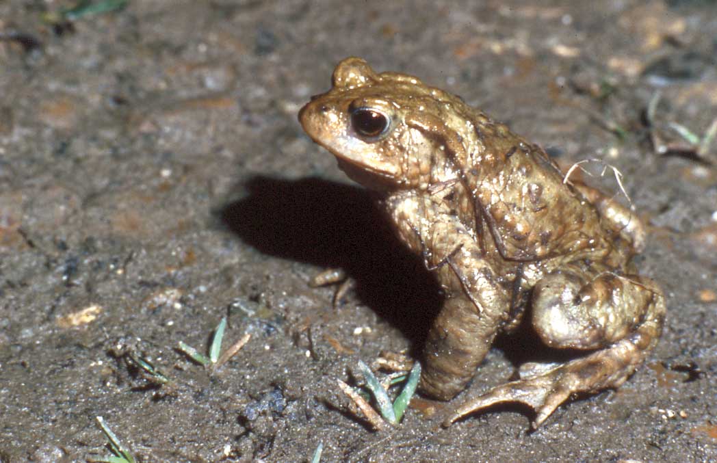 Crapaud commun