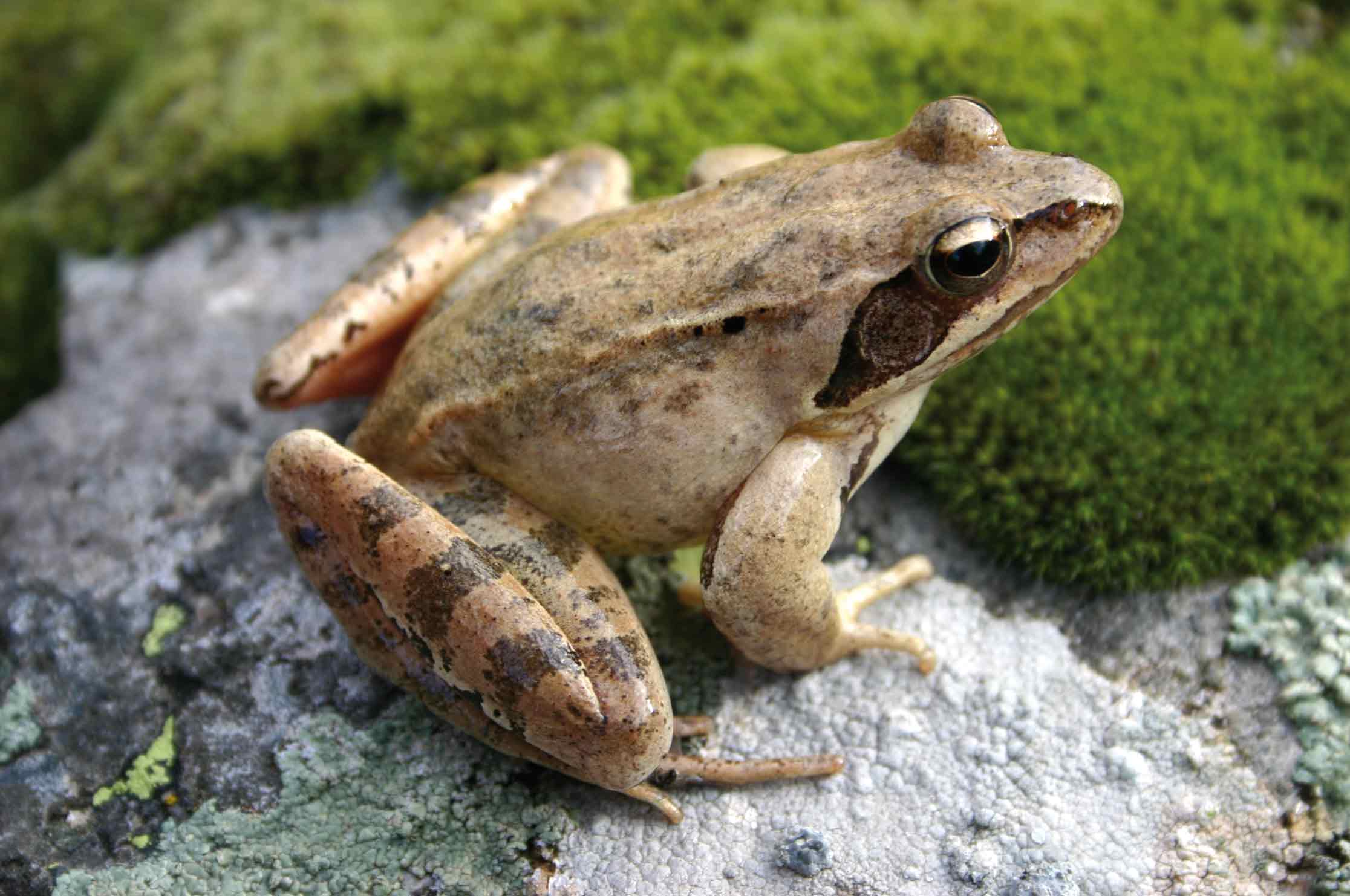 Grenouille agile