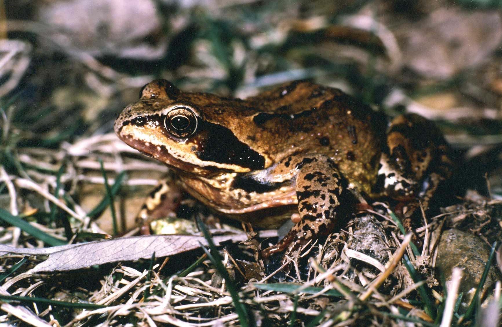 Grenouille rousse