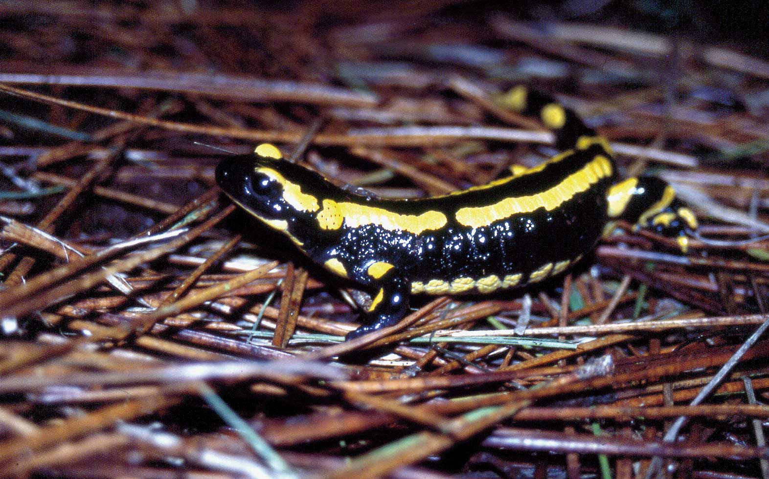Salamandre tachetée