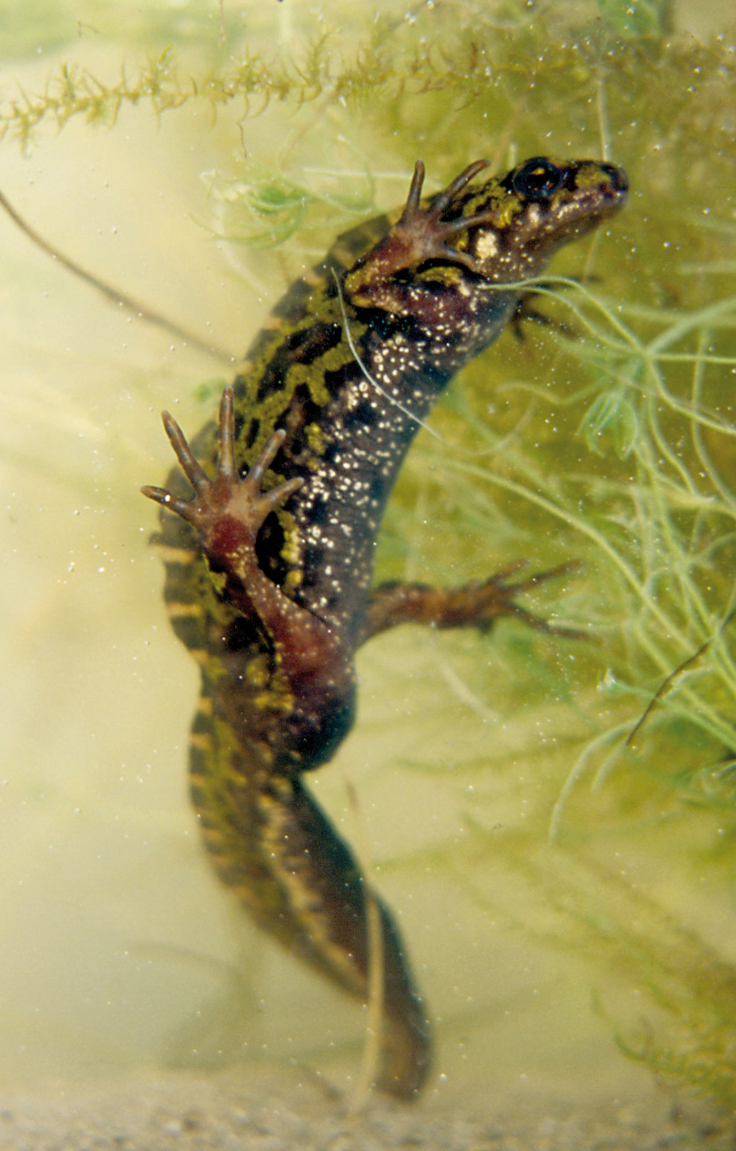Triton marbré