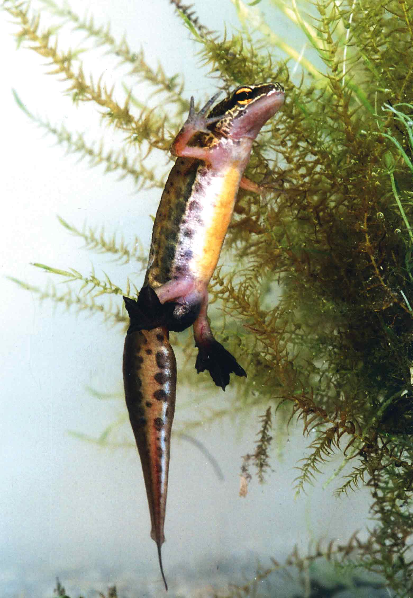 Triton palmé